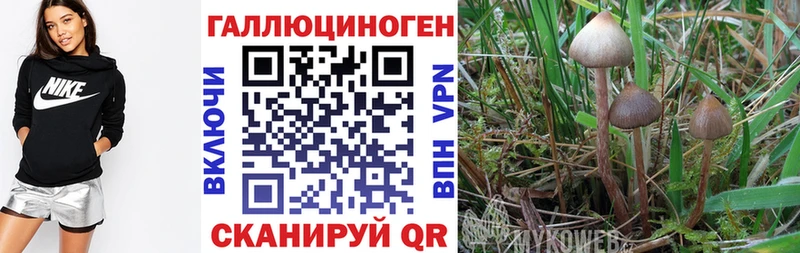 Псилоцибиновые грибы мицелий  omg как зайти  Луховицы 